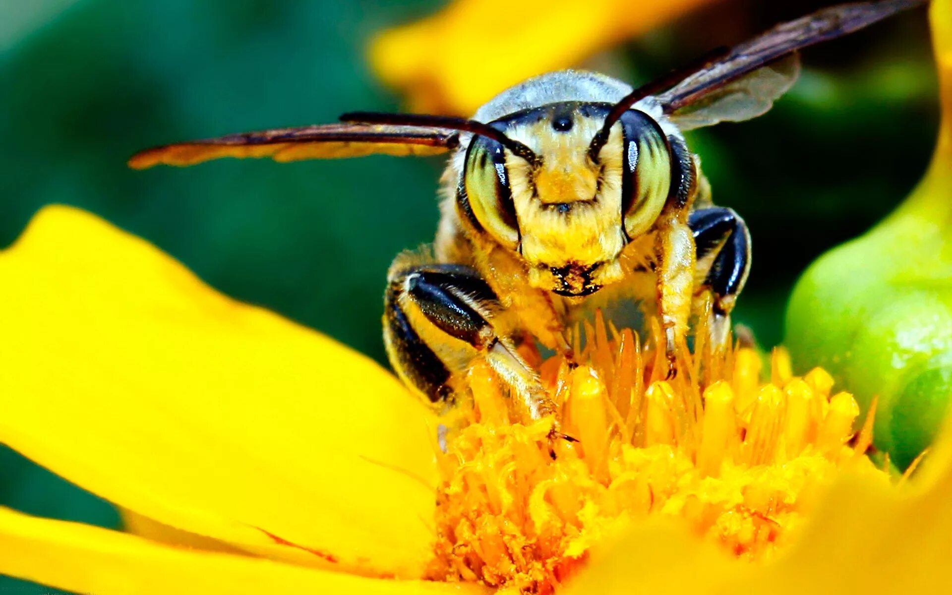 Пчелы и другие насекомые. Желтая Кавказская пчела. Желтая Оса Маврикий Шершень. Пчела на цветке. Пчела мохнатоногая.