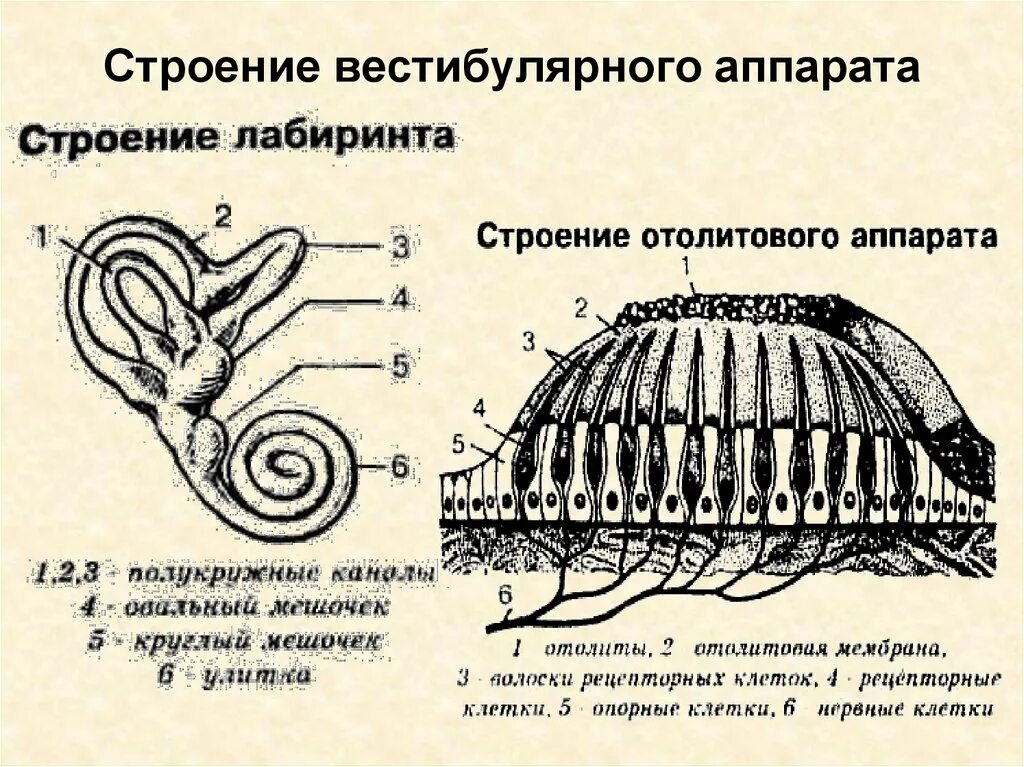 Периферический вестибулярный аппарат. Отолитовый аппарат вестибулярного анализатора. Строение вестибулярного аппарата отолитовый аппарат. Рецепторы отолитового аппарата расположены в. Схема вестибулярного анализатора 8 класс биология.