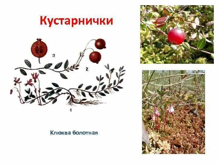 Выберите кустарнички. Клюква болотная стебель. кустарнички. клюква строение. клюква на болоте.