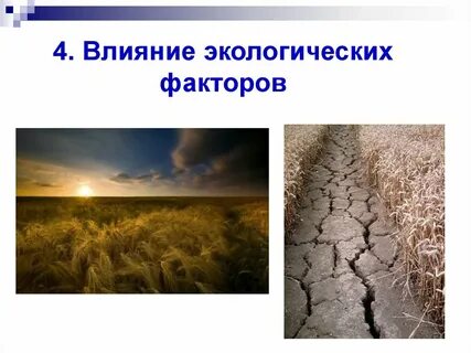 Разрушение экосистем