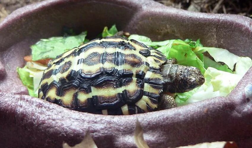 Красноухая черепаха сухопутная красноухая черепаха. Как часто нужно кормить черепаху. Красноухая черепаха кушает. Красноухая черепаха сухопутная. Как часто нужно кормить черепаху.