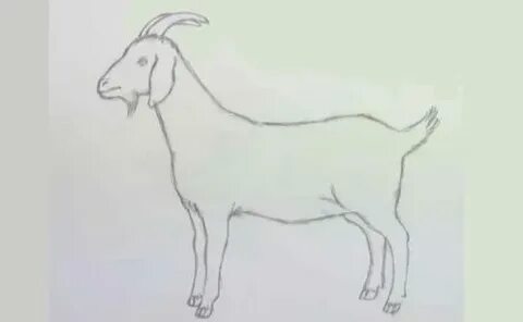 Коза нарисовать карандашом