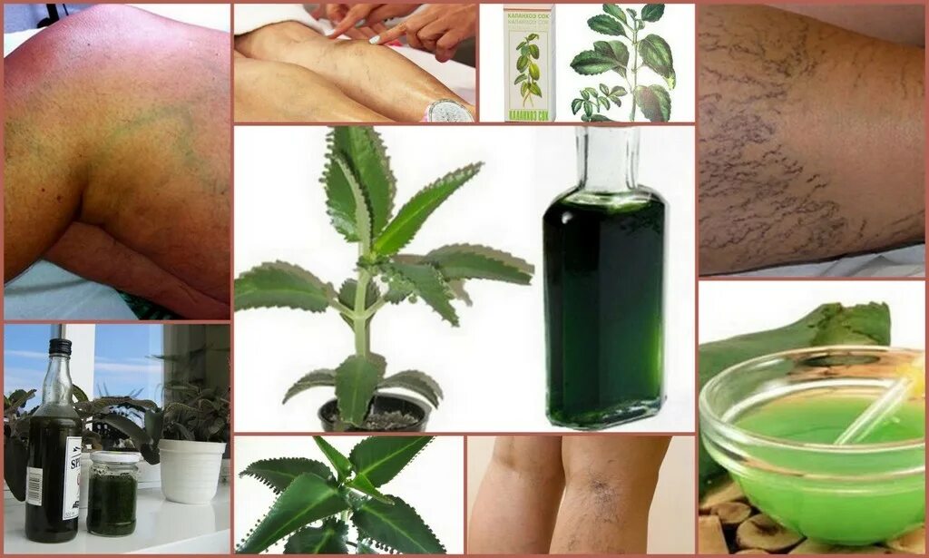 Венокорсет эвалар. Экстракт варикоз. Венокорсет капс. Экстракт варикоз. Каланхоэ лечебное растение.