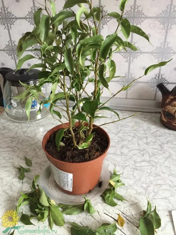 Опадают. Каучуконосный фикус чахнет. Фикус бенджамина вянет. Септориоз фикуса бенджамина. Фикус бенджамина завял.