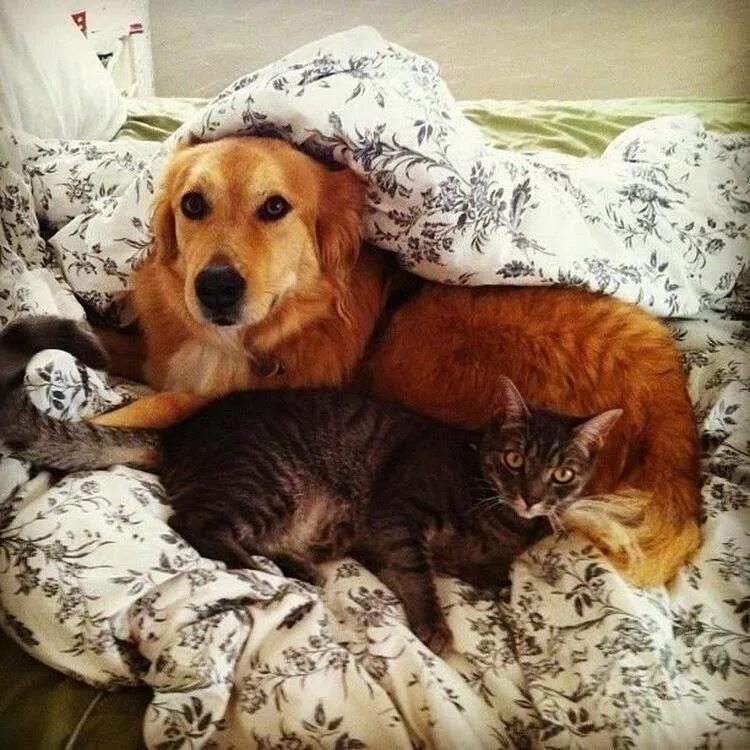 Кошки и собаки. Собака с кошкой дружат. Собака и кошка вместе. Красивые собаки и кошки. Кошка хороший друг