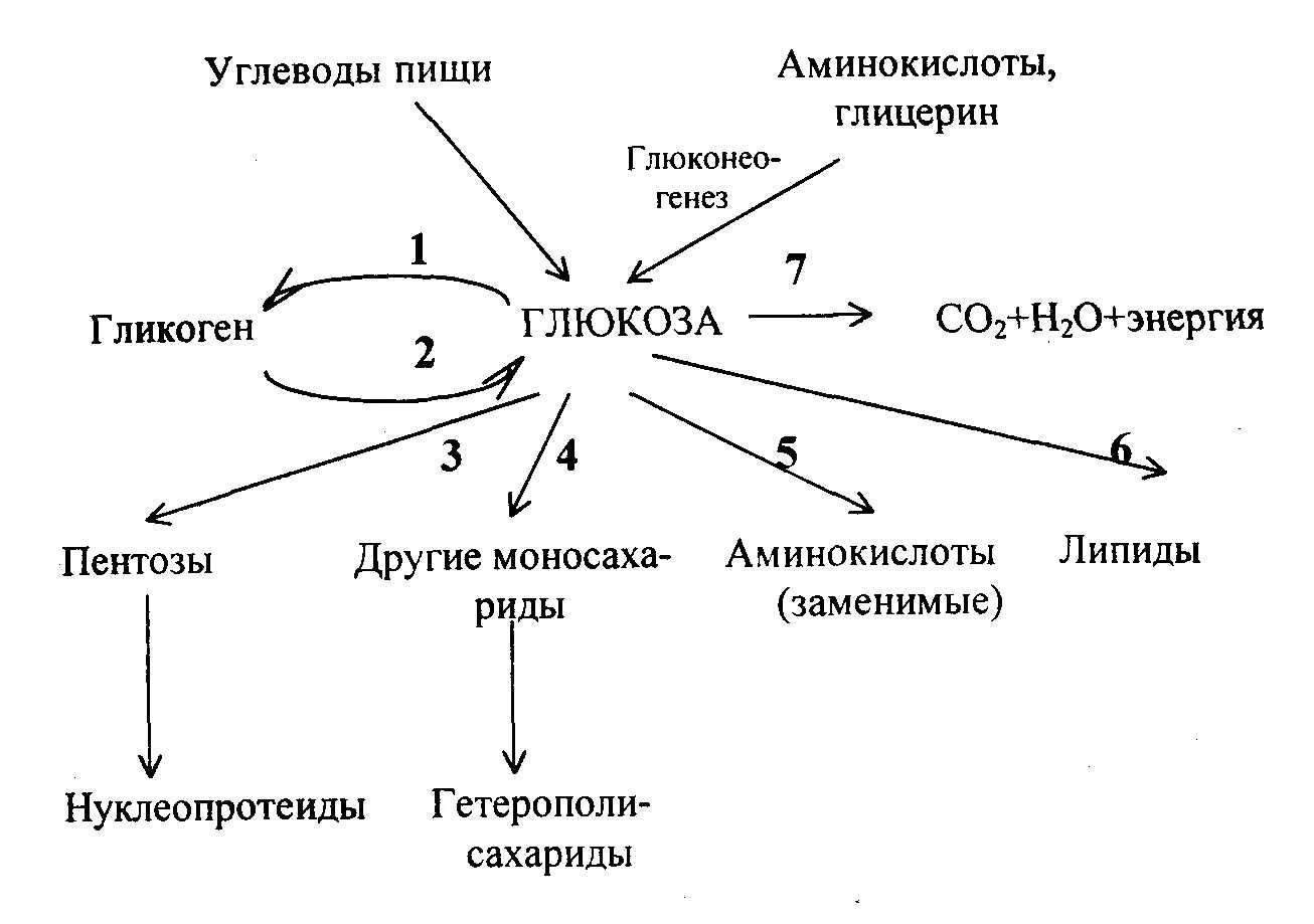 Обмен углеводов в организме. Общая схема обмена углеводов. схема метаболизма углеводов. схема метаболизма глюкозы в организме. схема общих путей метаболизма глюкозы.