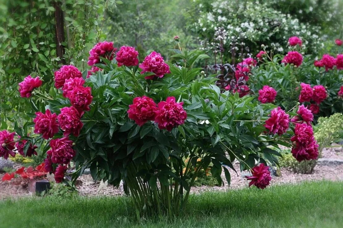 Pin on Peonies Peonies, Shrubs, Flowers