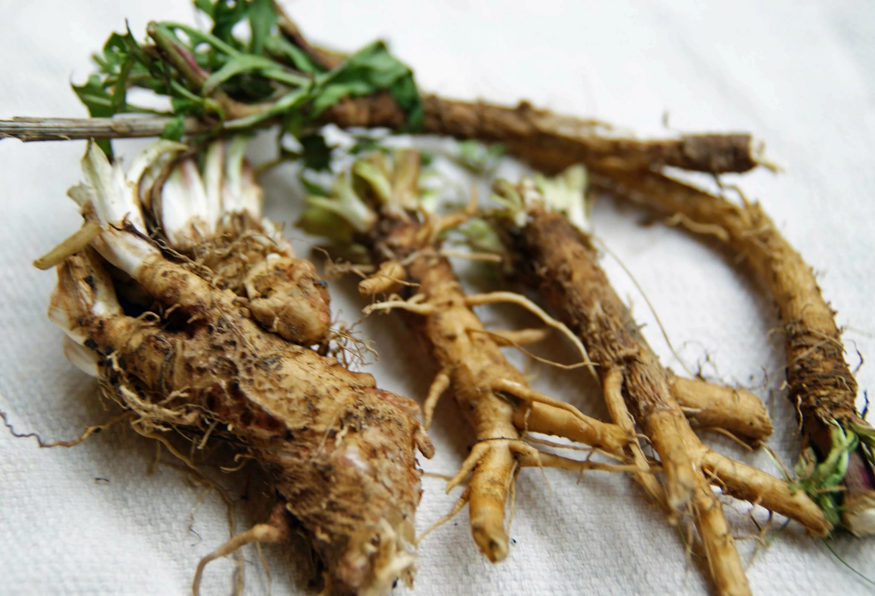 File:Symphytum officinaleaaaa.jpg - Wikimedia Commons