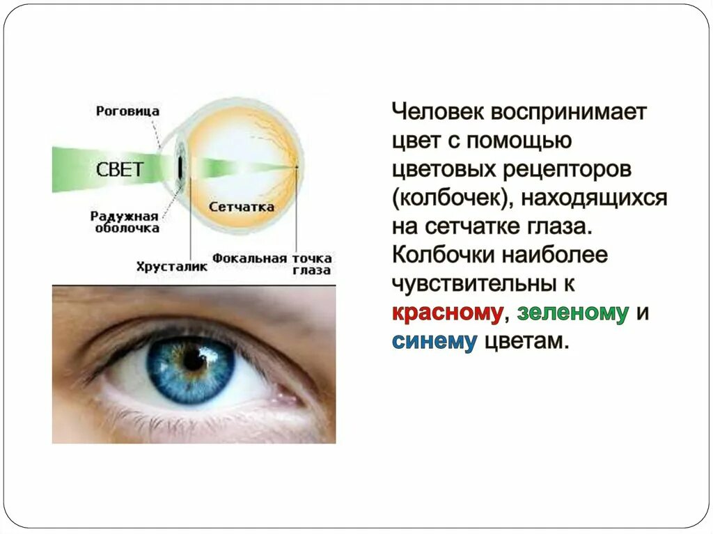 Что воспринимает световое изображение прошедшее через зрачок. Глаз наиболее чувствителен. Человек воспринимает цвета. Какая оболочка глаза воспринимает свет и цвет. Глаз человека воспринимает свет.