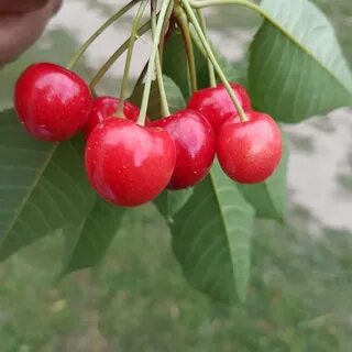 Саженцы вишни