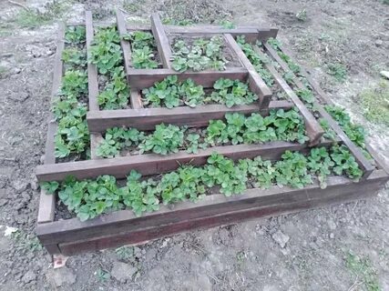 Грядка для клубники своими руками