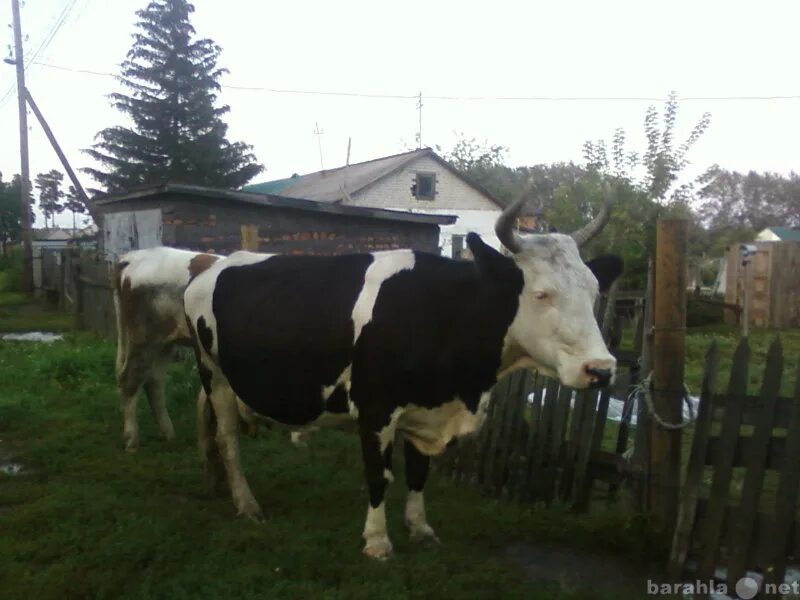 Купить корову пермский. Продается корова. Продам корову. Продаётся стельная корова. Скупка телят.