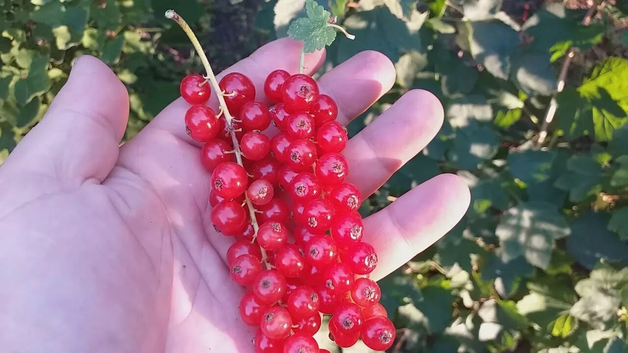 Смородина голландская розовая. Смородина красная голландская красная. Смородина красная голландская розовая. Смородина красная "голландская розовая" (2-4 ветки). Смородина Руднеус.