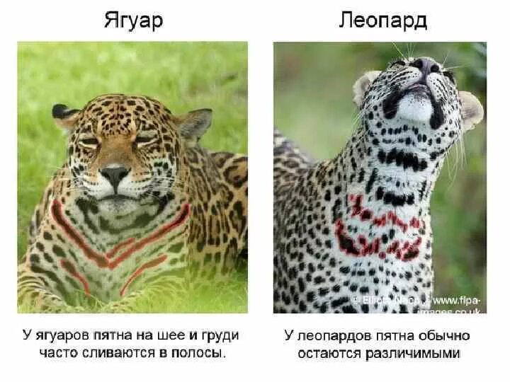 Гепард леопард Ягуар. Различие гепарда и леопарда. Отличие гепарда от леопарда и ягуара. Расцветка ягуара и леопарда. Чем отличается леопард от ягуара