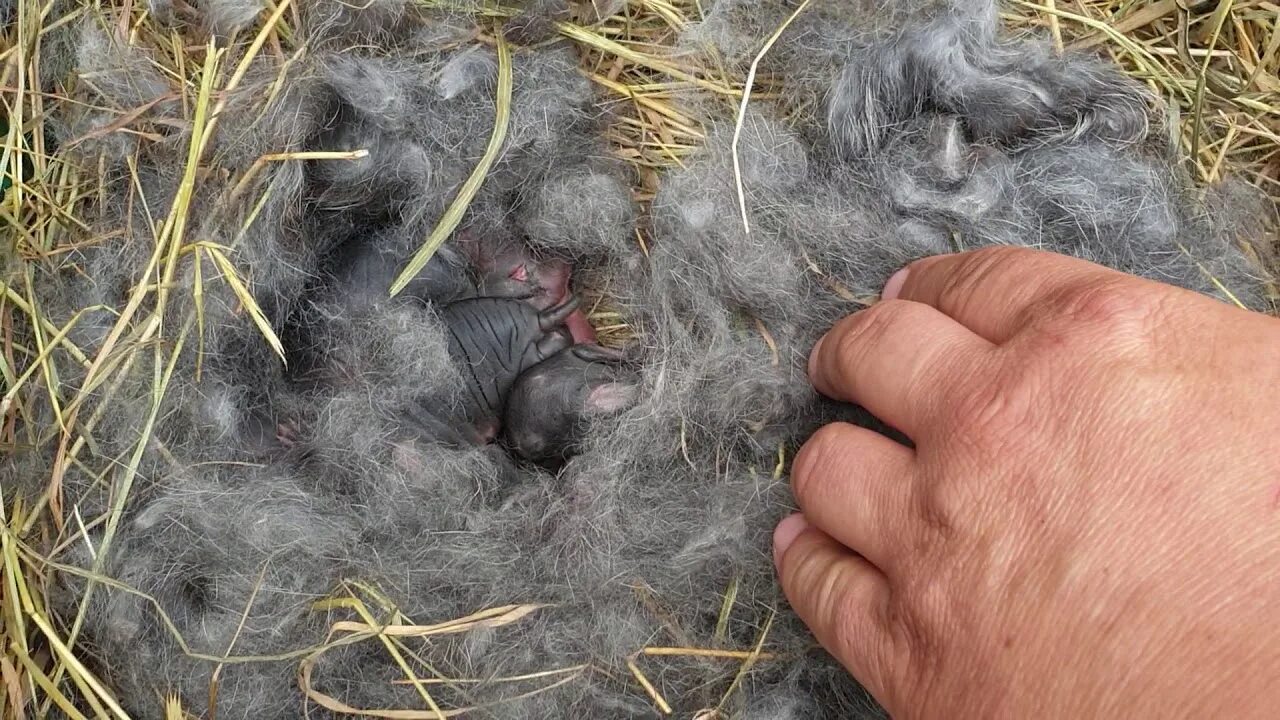 Кролики обычные деревенские. Выдающиеся звери крольчиха. Куда девались кролики. Куда девались кролики. Кролик откормленный перед забоем.