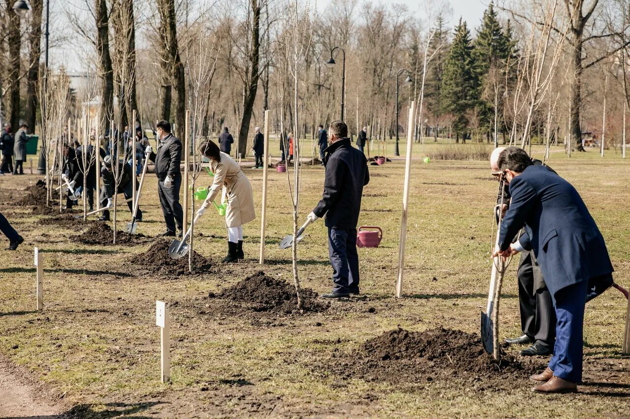 Высадка деревьев. Посадка деревьев. посадка деревьев озеленение. посадка деревьев в городе. озеленение города посадка деревьев.