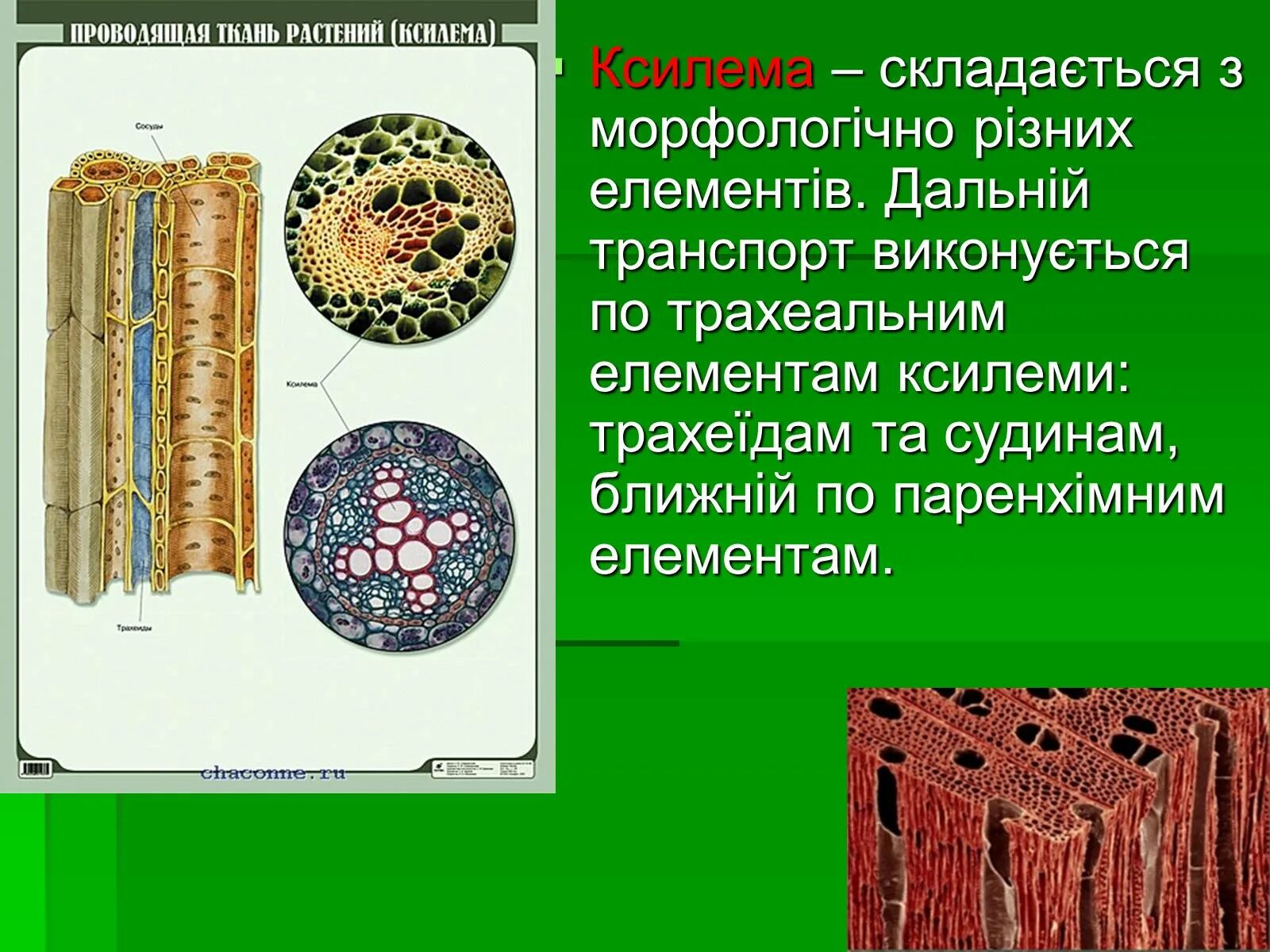 Ксилема. Сосуды ксилемы. Проводящая ткань растений. Строение ксилемы. В состав флоэмы входят