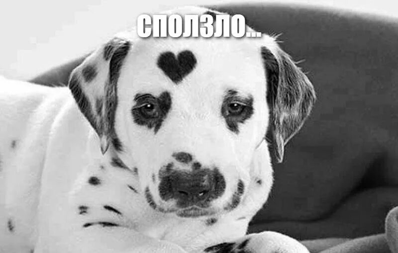 Минусы далматинцев