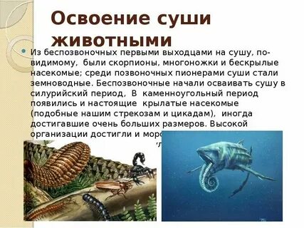 Впервые на суше