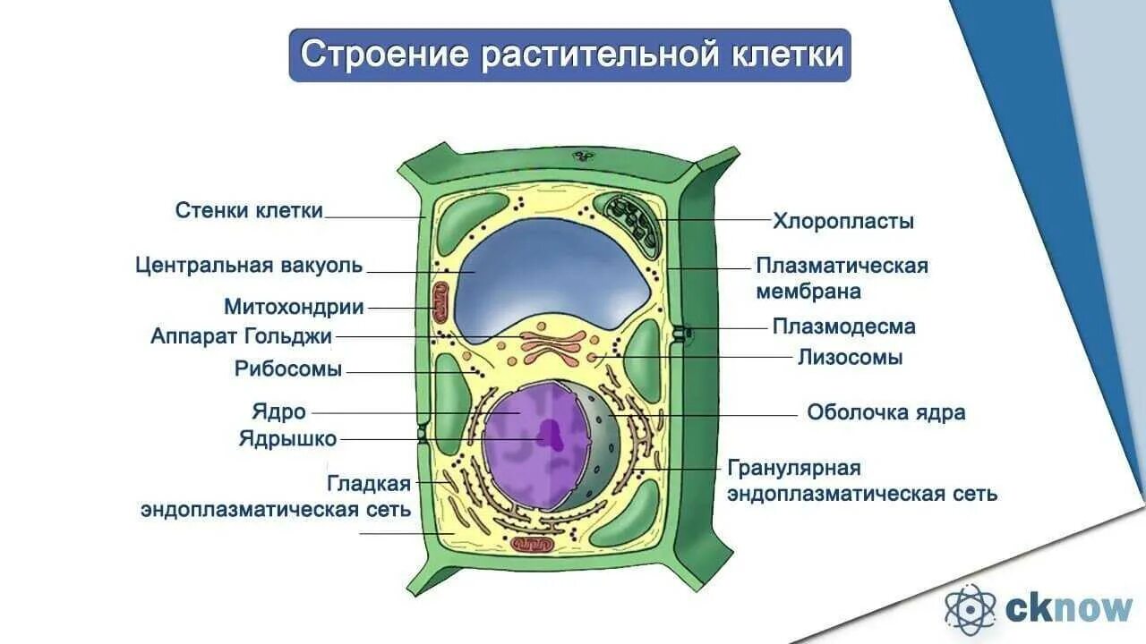 Строение растительной клетчатки. Строение и функции органоидов клетки растений. Органоиды растительной клетки схема. Строение растительной клетки, органоиды клетки и растительной. Основные органеллы растительной клетки, их строение и функции..