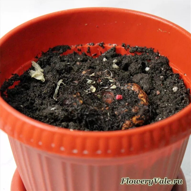 Клубневая бегония подращивание. Бегония клубневая посадка. Луковицы бегонии клубневой. Как сажать бегонию клубневую. Бегония клубневая семенами семенами.