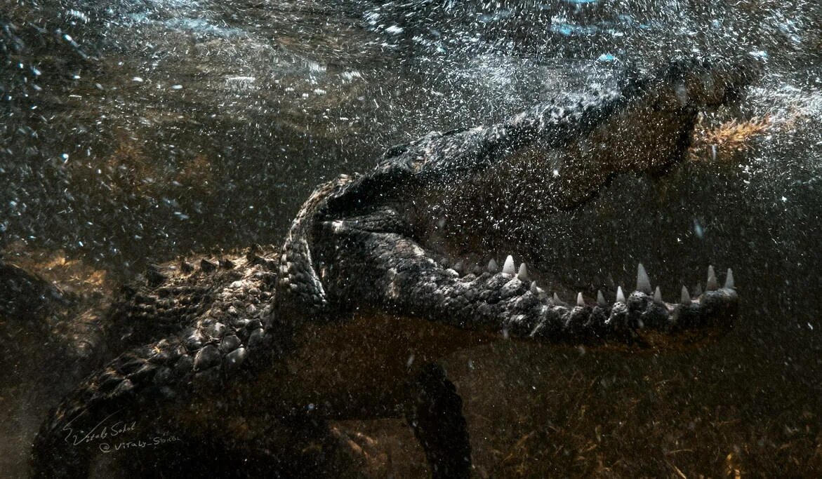 Крокодил хищник. Крокодил под водой. Крокодил в темноте. Крокодил хищник в воде. Схватка крокодилов