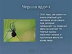 Сообщение про пауков чёрная вдова. Доклад про паука черная вдова. Паук чёрная вдова презентация. Сообщение о черной вдове. Вдова краткое содержание