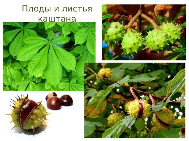 каштановая аллея
