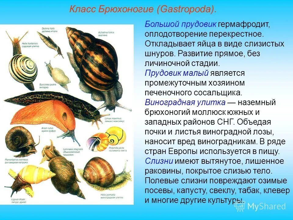 Моллюски различия. Прудовик двустворчатый моллюск. Брюхоногие прудовик. Представители брюхоногих моллюсков 7 класс. Брюхоногие большой прудовик.