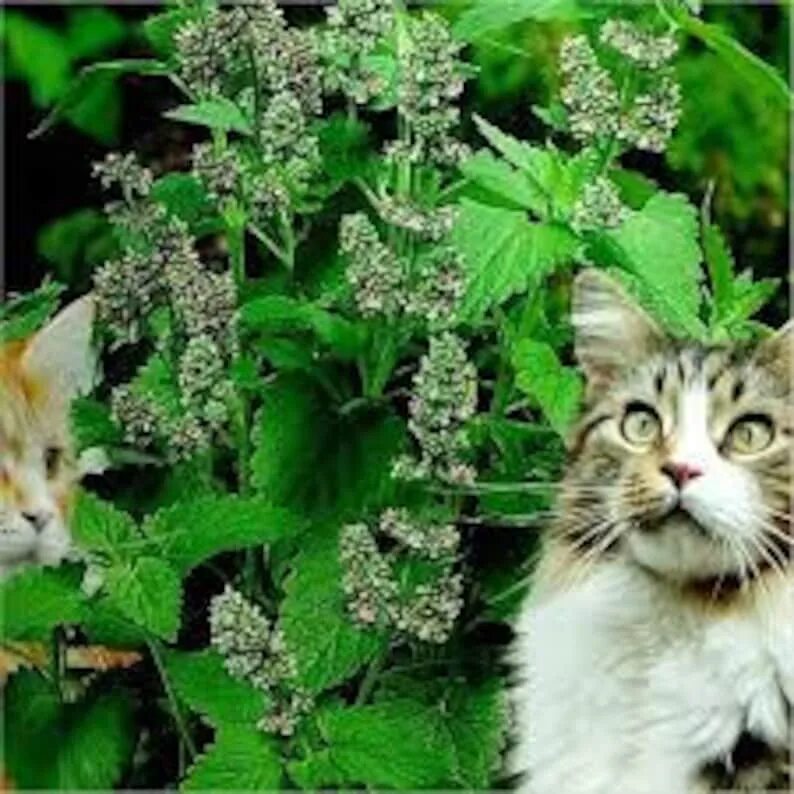 Сколько давать кошачью мяту