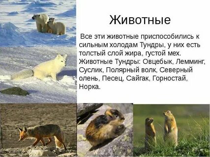 Животное тундры сообщение 4