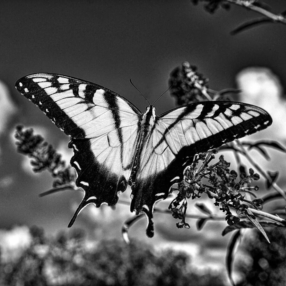 Сохранение темных бабочек в результате. Бабочка. Бабочка черная. Красивые бабочки. Бабочка черно белая.