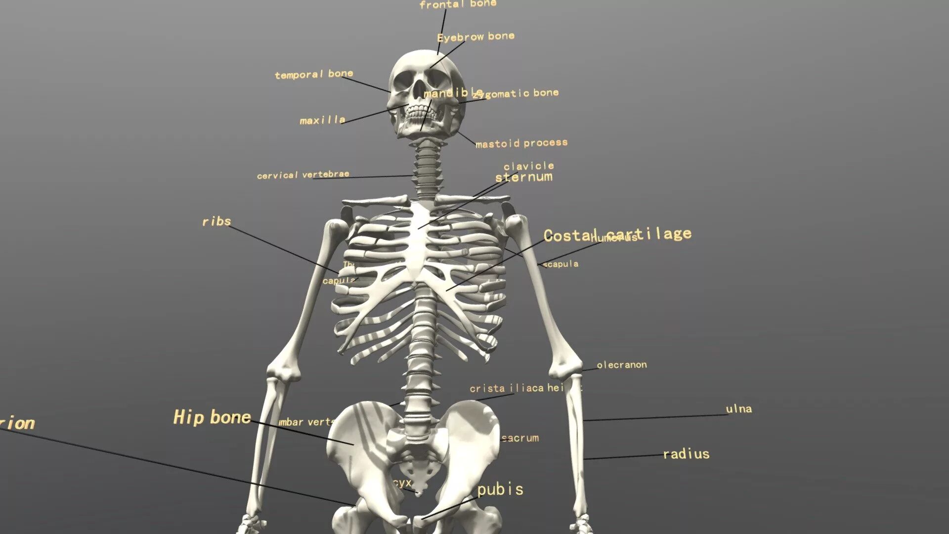 Скелет. Скелет человека. Скелет чертеж. Анатомия человека скелет 3д.