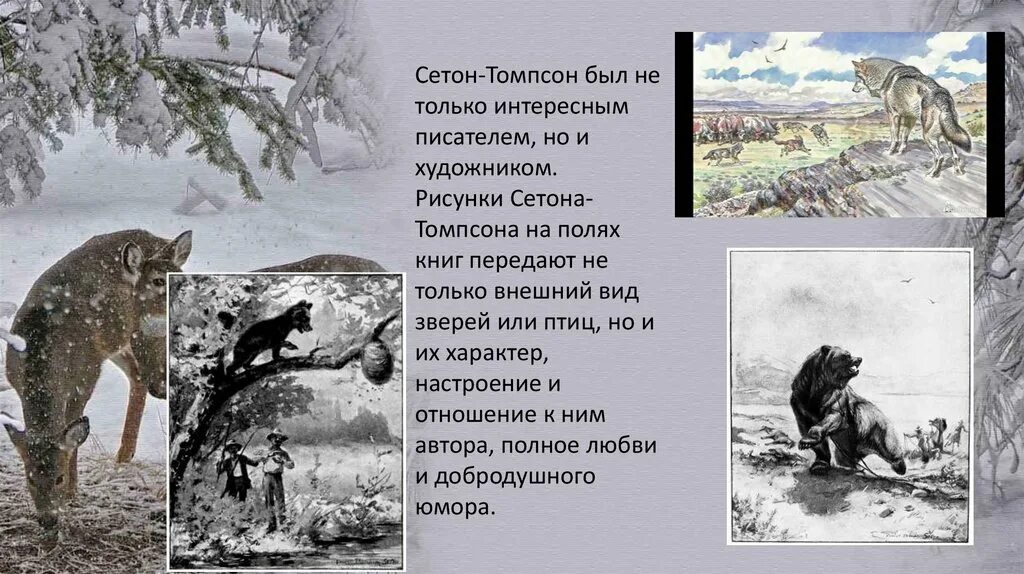 Сетон томпсон интересные факты. Мой дикий друг сколько идет. Мой дикий друг сколько идет. Фото сетона томпсона. Рисунки сетона-томпсона.