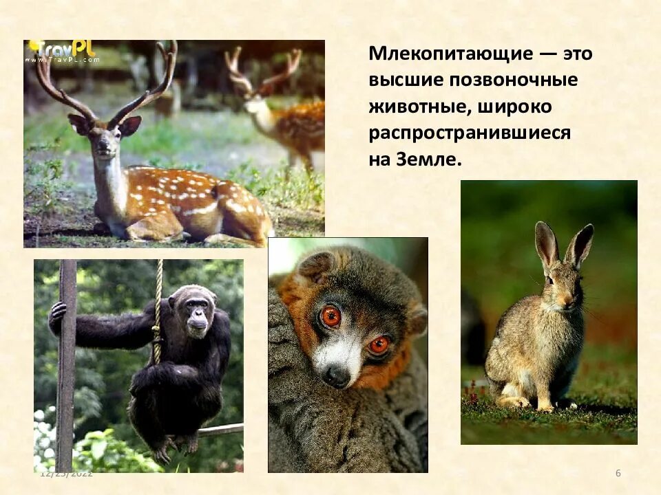 Млекопитающие высшие животные. Позвоночные животные млекопитающие. позвоночные животные класс млекопитающие. млекопитающие звери позвоночные. 5 млекопитающих животных.
