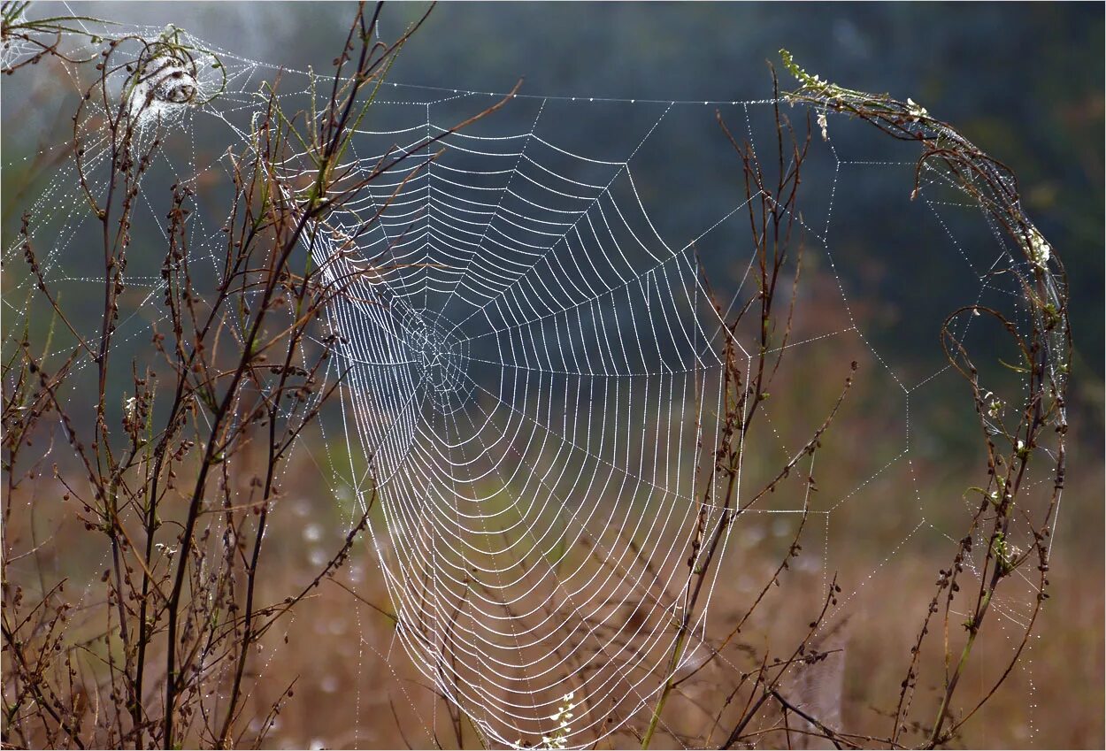 Паутина жизни. Ловчие сети пауков. Паутина тайны жизни. Аномалия паутина. Пауки которые плетут паутину.