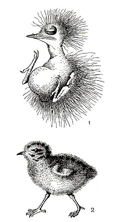 Выводковые и птенцовые птицы. Птенцовый и выводковый Тип. Гнезда выводковых птиц. Типы птиц выводковые и гнездовые.