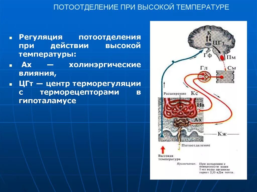 Регуляция температуры кожей. Регуляция потоотделения. Механизм потоотделения. Потоотделение физиология. Механизмы регуляции потоотделения.