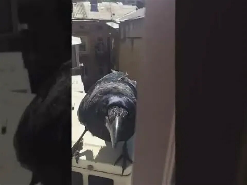 Ворон gif. Ворон на окне. Птички на окна. Ворона стучит в окно. Ворон gif.