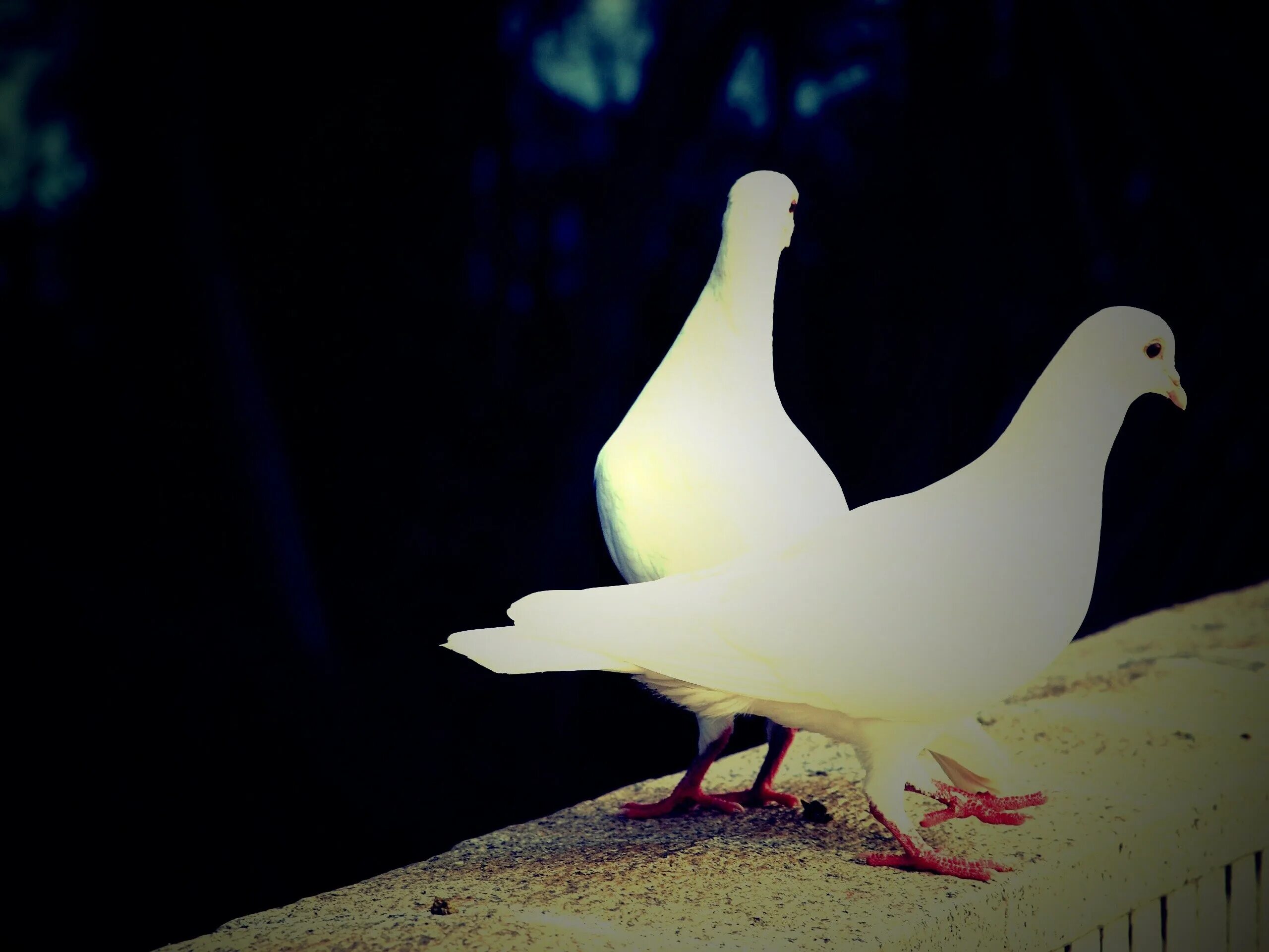 красивые голуби. голуби горлица белая. белый голубь. голубь белого цвета. горлица белая птица.