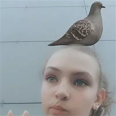 Ане голубь
