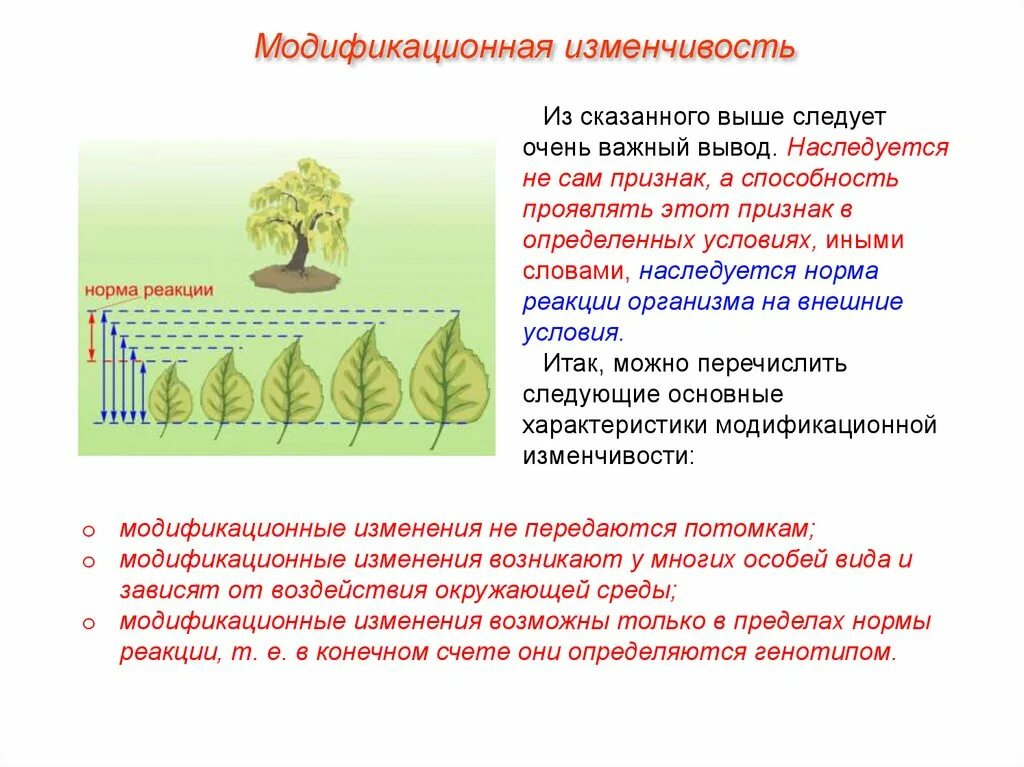 Приведите примеры практического использования знаний модификационной изменчивости Характеристика модификационной изменчивости таблица причины