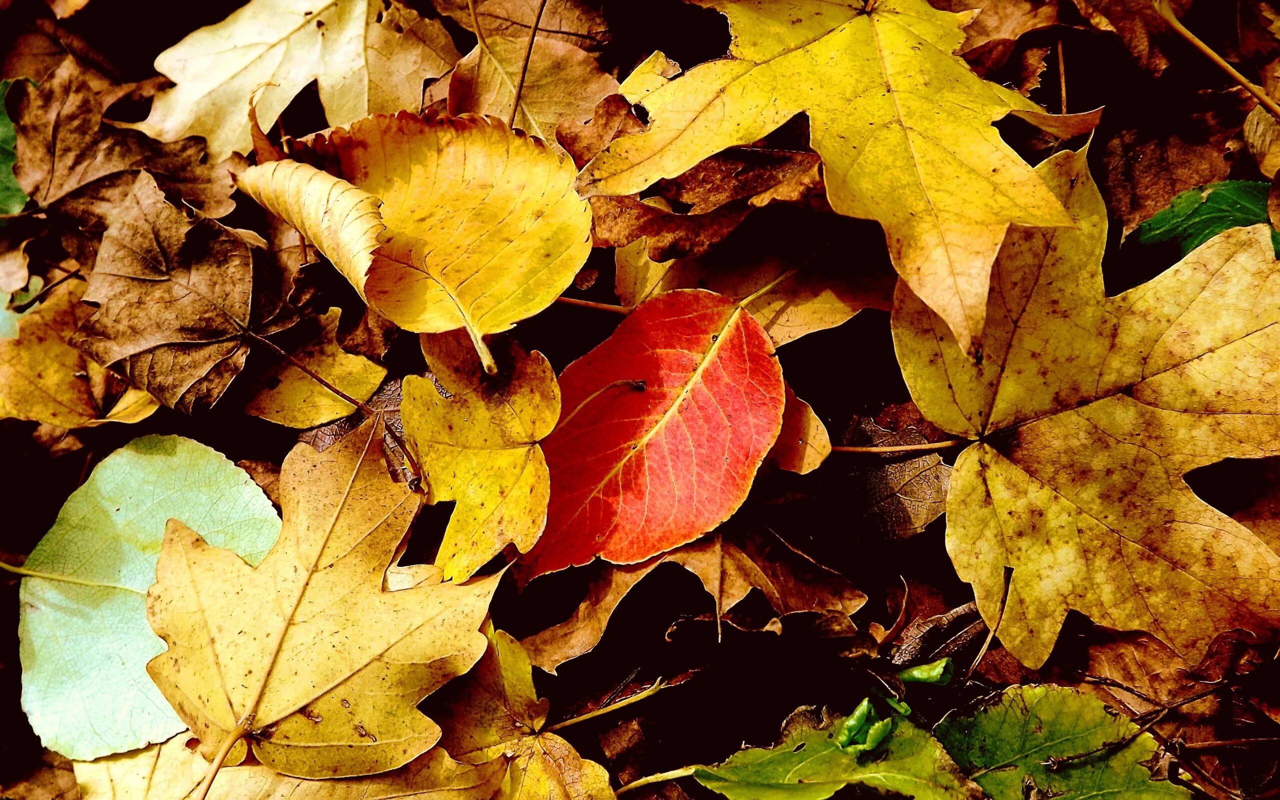 Листья желтые по краям. Желтый лист. Пожелтевший лист. Осенняя страница. Осень страница.