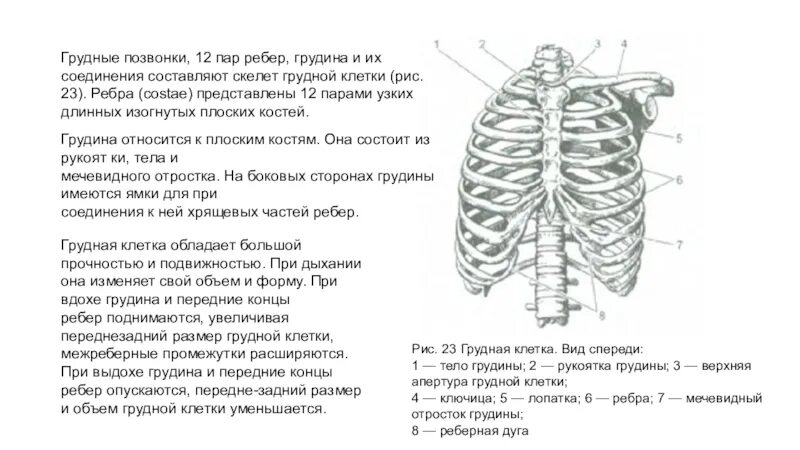 1. Грудная клетка (строение грудной клетки и функция. Скелет грудной клетки мечевидный отросток. Строение мечевидного отростка грудины.