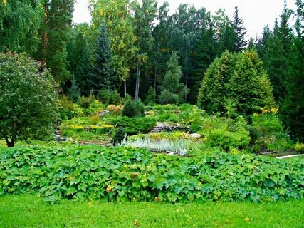 Центральный ботанический сад со ран новосибирск