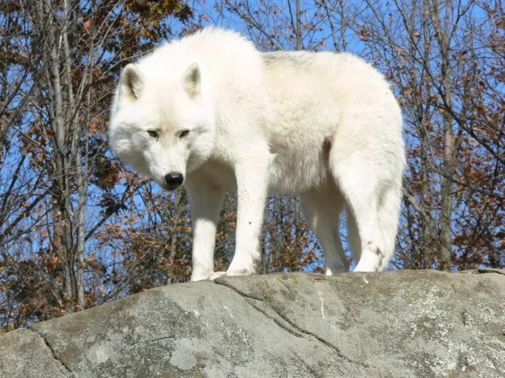 Как выглядит белый волк Winter Arctic Wolf Parc Omega, Quebec, Canada