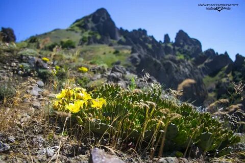 Травы южного крыма