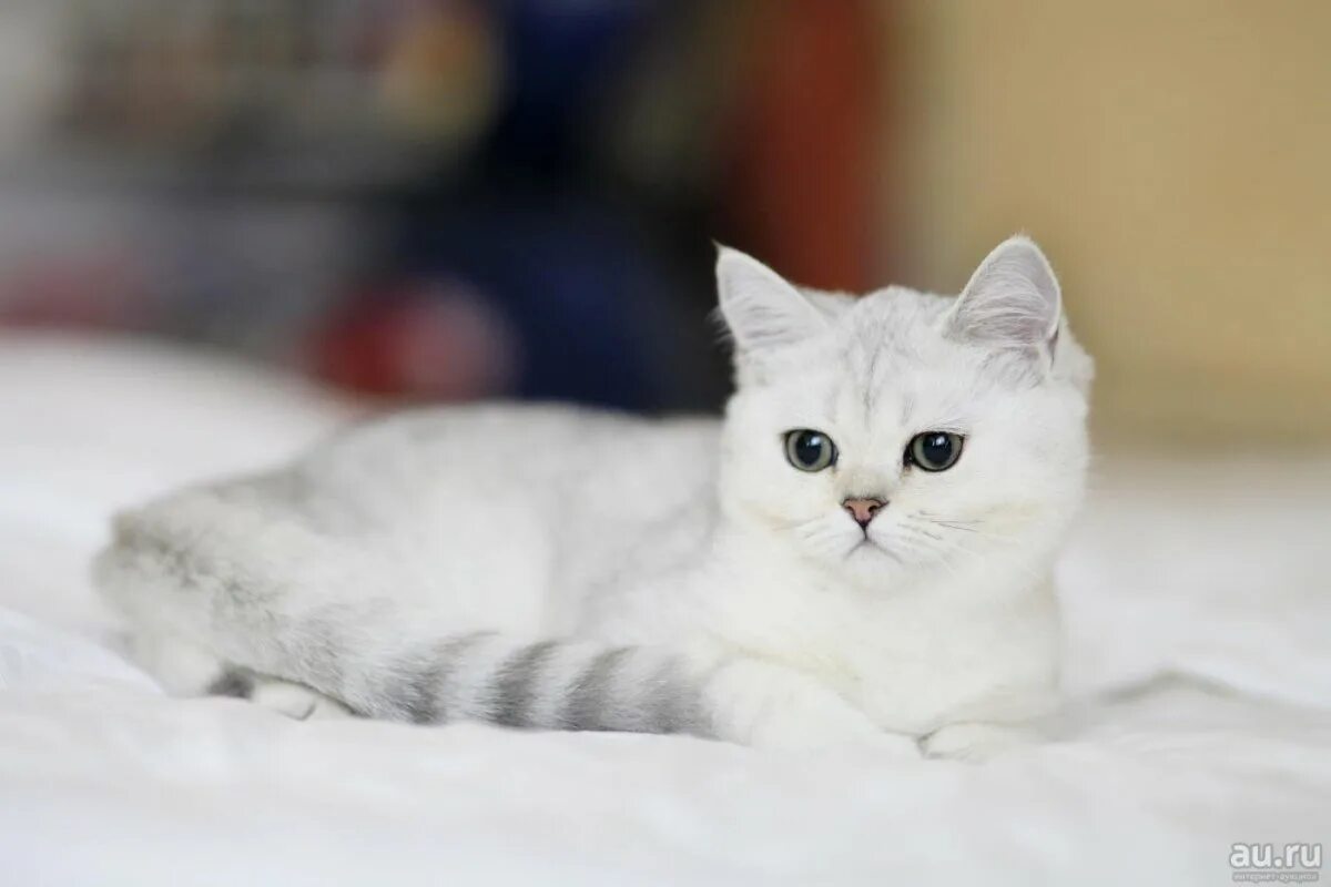 Порода кошек серо белого окраса. Британская короткошёрстная шиншилла. Белая Британская шиншилла Коби. Британская короткошёрстная кошка шиншилла. Британская короткошерстная шиншилла Коби.