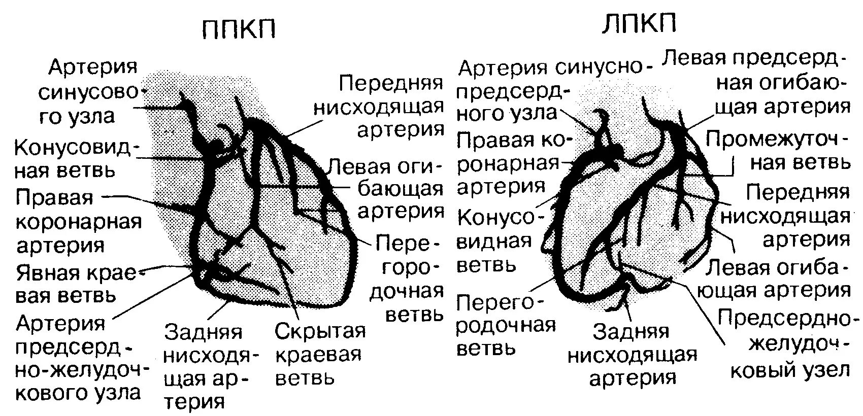 Диагональные артерии. Диагональные артерии