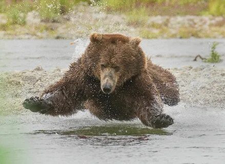 Bears can